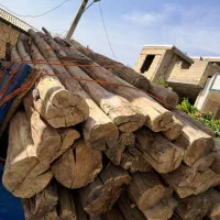 خرید چوب|خدمات باغبانی و درختکاری|نجفآباد, گلدشت|دیوار