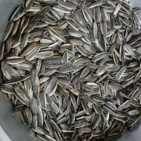 تخمه سنقری درجه یک