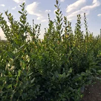 یاس هلندی سطل ۱۲