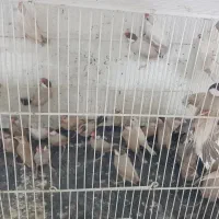 فنچ نرگسی|پرنده|تهران, مشیریه|دیوار