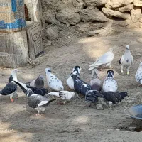 کبوتر پرشی و مسافتی|پرنده|محمدبار, |دیوار