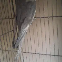 عروس هلندی