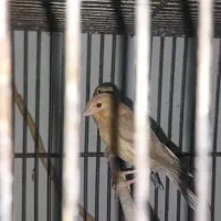 جوجه قناری سرخ نژاد فائو