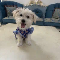 شیتزو تیریر ۵ ماهه دختر