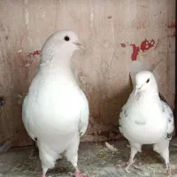 مایه کفتر کبوتر|حیوانات|تهران, افسریه شمالی|دیوار