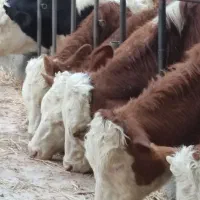 گوساله سیمینتال قرمز