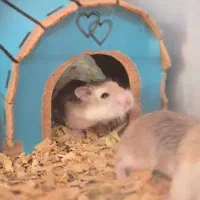 همستر روبروفسکی|موش و خرگوش|تهران, دارآباد|دیوار