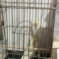 عروس هلندی دوجفت مدولد