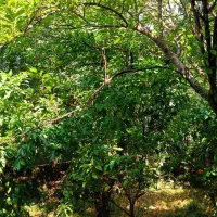 390متر-ویلایی-جنوبی-با-3طبقه-190متری-هجرت