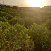 شیش هکتار باغ مرکبات بیدزرد گچساران