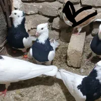کفتر طوقی کرمانشاهی