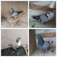 ۴ کبوتر دمگیر