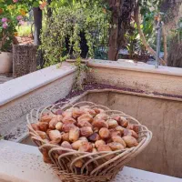 خرمای شاهانی درجه 1 و خرما خشک درجه 1