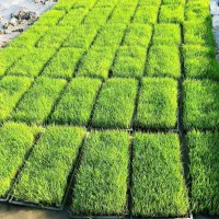 نشا برنج روشن به علی کاظمی