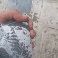 یک عدد کبوتر کیلومتری