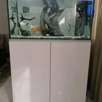 آکواریوم|ماهی|قم, شهدا|دیوار