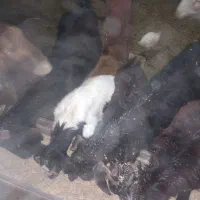 بزفروشی|حیوانات مزرعه|بجنورد, |دیوار