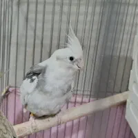 عروس هلندی نر