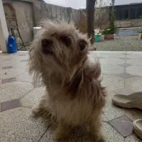 سگ نژاد دار