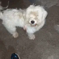 واگذاری سگ پشمالو رایگان|سگ|رشت, لاکان|دیوار