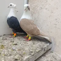 نروماده کلاغ هفت رنگ کاکلی|پرنده|تربتحیدریه, مظفریه|دیوار