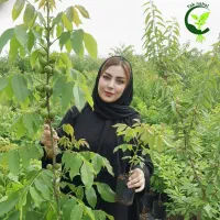 انواع گردو بادام زردآلو هلو شلیل زرشک عناب