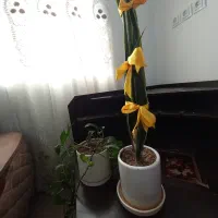 سانسوریا ابلغ و پتوس(پیچک)