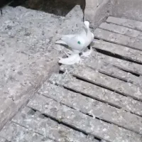 لوطی باخت رفته