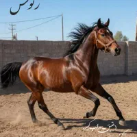 اسب نریان کرد ۳سال زیباباصلابت