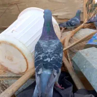 دو عدد مسافتی|پرنده|برازجان, |دیوار