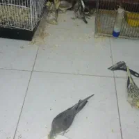 جوجه عروس هلندی
