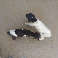 برو شیری ،ورک