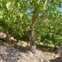 فروش خانه باغ|فروش زمین و ملک کلنگی|فارسان, |دیوار