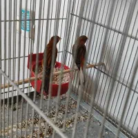 قناری نر و ماده|پرنده|اصفهان, کردآباد|دیوار