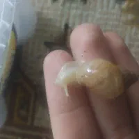 فروش جوجه حلزون و خاویار حلزون و حلزون مولد