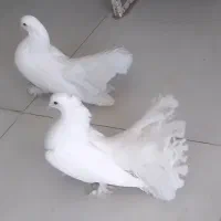 فروش قناری سرخ|پرنده|صدرا-فارس, فاز ۱|دیوار