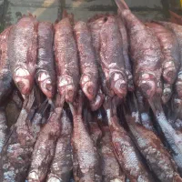 دودی|ماهی|صومعهسرا, |دیوار