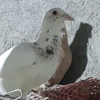 مقلف هیچ پری تا ۶پری