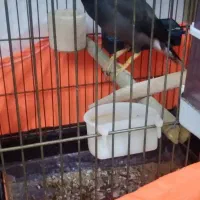 مرغ مینا ماده ۲ساله