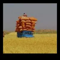 کاه ماشک