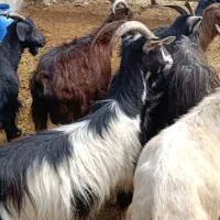 ۷ راس بز جوان وزن دونه ۵۵ کیلو