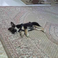 توله سگ ژرمن شپر|سگ|اردبیل, |دیوار