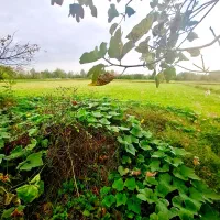 خونه شالیزار6900مترکوچصفهان ب خشکبیجار،لشتنشا،رشت|فروش خانه و ویلا|خمام, |دیوار