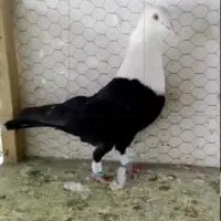 کبوتر گمشده