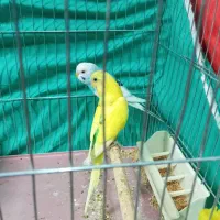 پرنده|پرنده|شیراز, شهرک فرهنگیان|دیوار