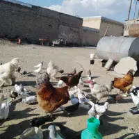 کبوتر