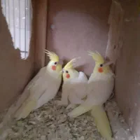 عروس هلندی (جفت)