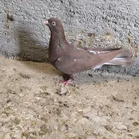 سه تا ماده