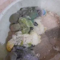 فروش جوجه طوطی برزیلی|پرنده|زنجان, |دیوار