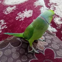 طوطی ملنگو سخنگو|پرنده|مشهد, شهید احمدی روشن|دیوار